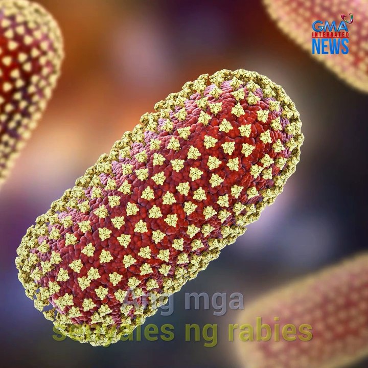Anu-ano ang mga senyales at sintomas ng rabies? | Need to Know - video ...