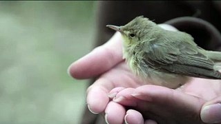 Birdland - Trailer