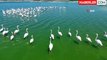 Flamingoların Tuz Gölü'ndeki Üreme Sayısı Artıyor