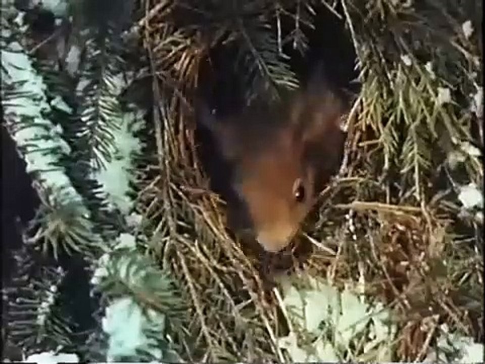 Pusteblume   14   Peter ist kein Schneemann Peters Wintererlebnisse