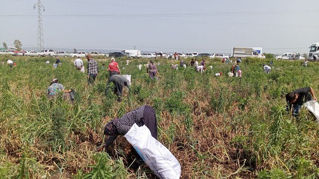 Bedava soğanı duyan yaklaşık 3 bin vatandaş tarlaya akın etti
