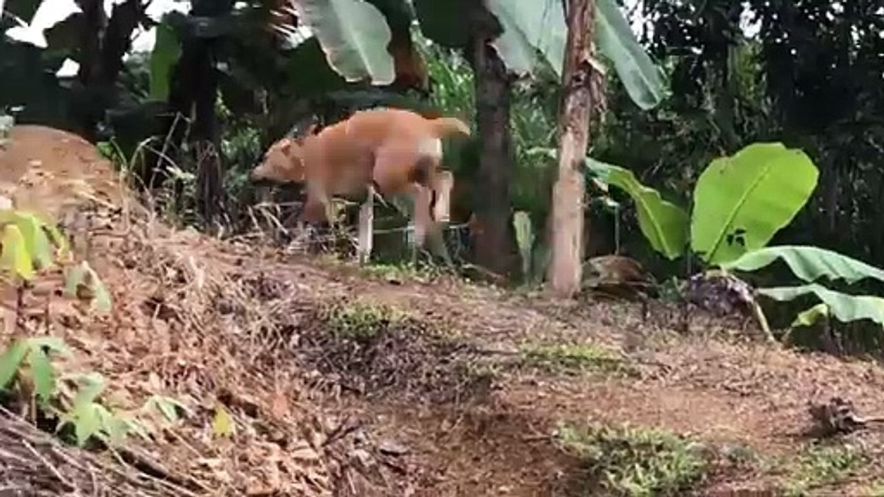 Animals 2