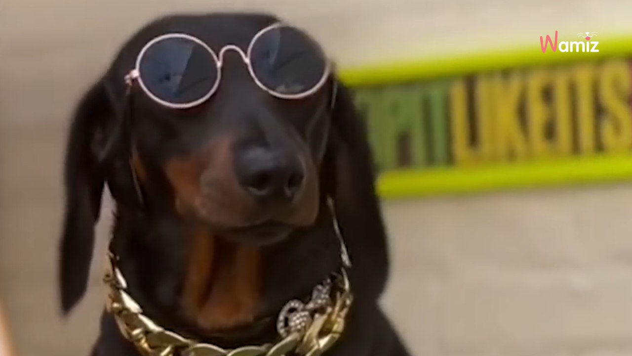 Découvrez le café le plus "dog-friendly" de Londres ! ☕