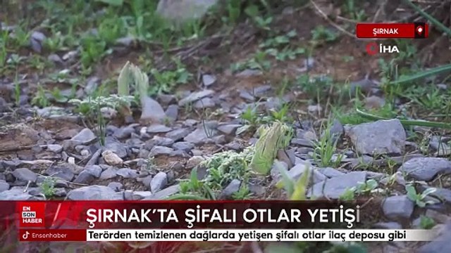 Şırnak'ta terörden temizlenen dağlarda yetişen şifalı otlar ilaç deposu gibi