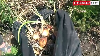 Çiftçi Soğanı Ücretsiz Dağıttı