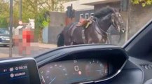 ビデオ：ロンドン中心部の街を走る血まみれの馬