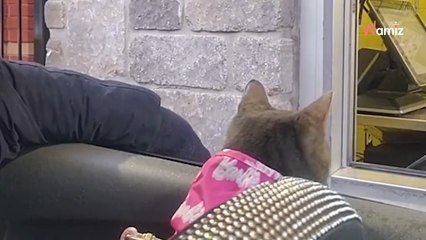 Votre chat serait-il à l’aise de vous suivre partout ?