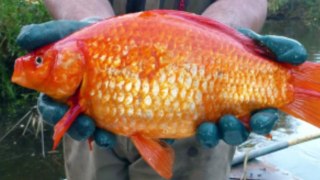 Volunteers removing feral goldfish from a Busselton river