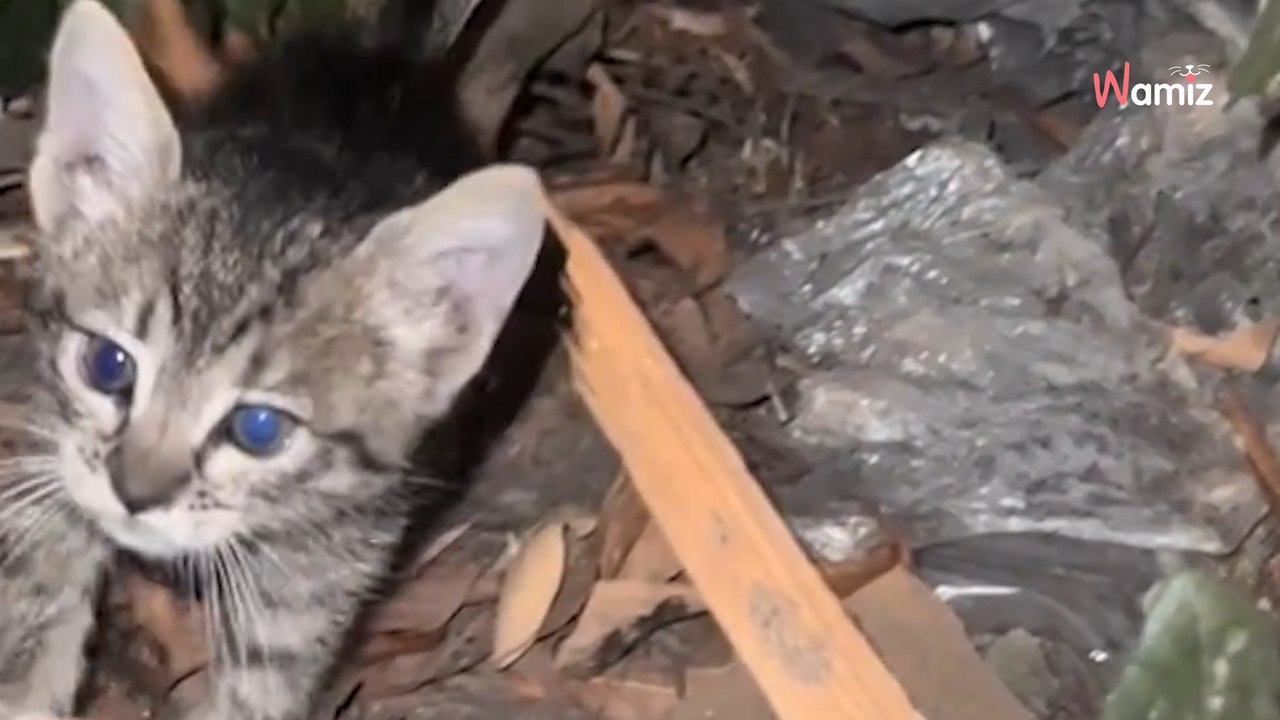 Le système de distribution des chats a encore frappé !   