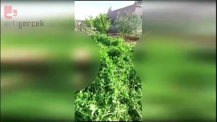 Urfa'da çürüyen elektrik teli koptu, iki inek öldü... 'DEDAŞ'a defalarca başvurduk onarmadılar'