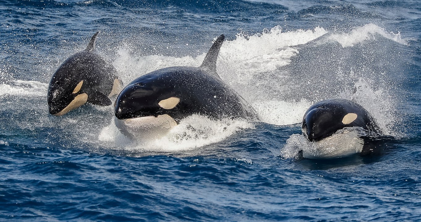 Seltenes Filmmaterial von Orcas und Pottwalen im erbitterten Kampf