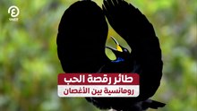 طائر رقصة الحب.. رومانسية بين الأغصان