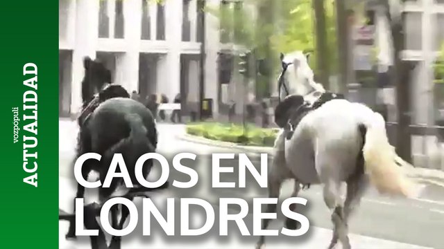 Caos en el centro de Londres: varios caballos de las Fuerzas Armadas británicas se escapan