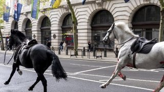 Entlaufene Pferde galoppieren wild durch London