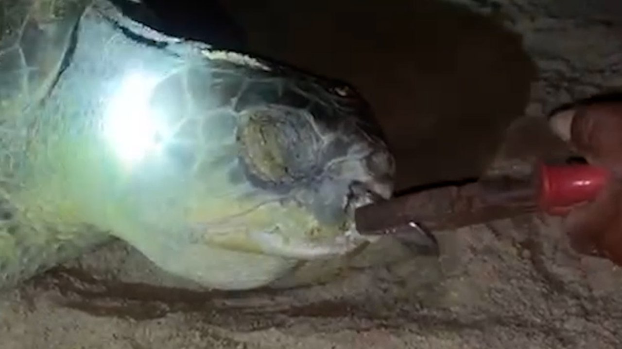 Schildkröte mit haken im maul gefunden und gerettet