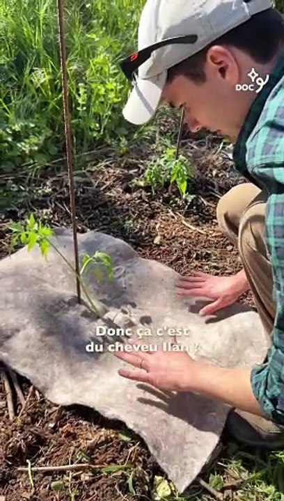  On plante des légumes avec tes cheveux 