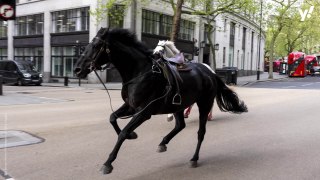 Runaway horses bolt through London