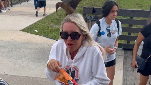 From gator-watching to snackrifice: Girl's Everglades trip takes a feathered turn