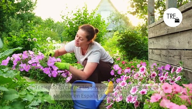 Estas son las cuatro plantas más resistentes al sol y preciosas para adornar un jardín o una terraza a prueba de sequía