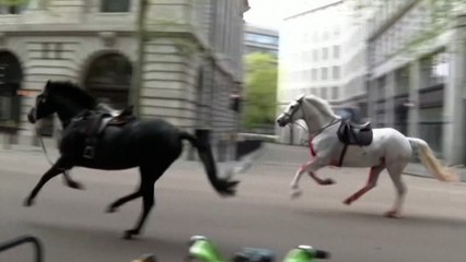 Caos en Londres tras escaparse varios caballos del ejército británico