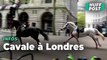 À Londres, deux chevaux de l’armée britannique en cavale en plein centre-ville font au moins quatre blessés