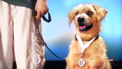 Lenny, Chien Détective | Film Complet en Français | Famille