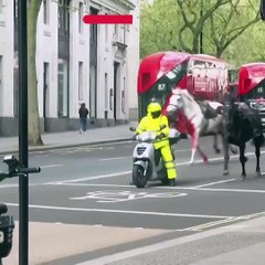 Des chevaux de l'armée britannique s'échappent et blessent plusieurs passants