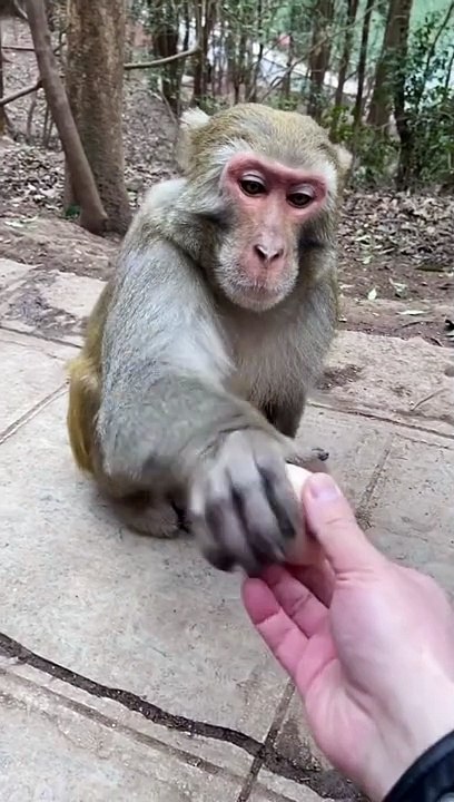 Monkey