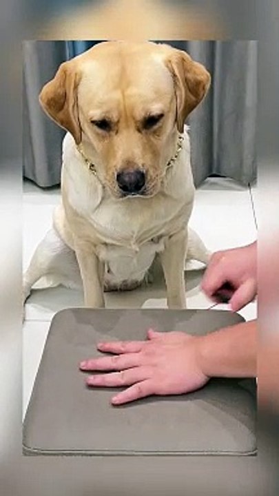Funny Dog