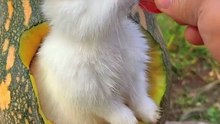 Cute bunny having a treat