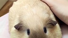 Super Cute Guinea