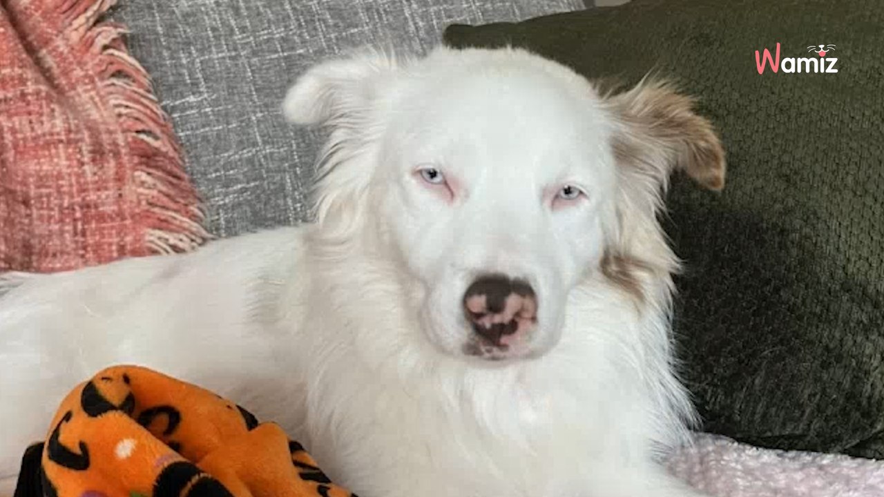 Elle découvre l'histoire d'un chien aveugle et sourd et lui offre ce dont il avait toujours rêvé (vidéo)