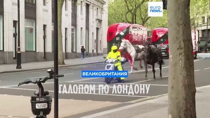 Галопом по Лондону: кавалерийские лошади отправились в "самоволку"