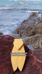 Ses cigales enchantent l'univers du luxe et de la déco de Paris à Tokyo