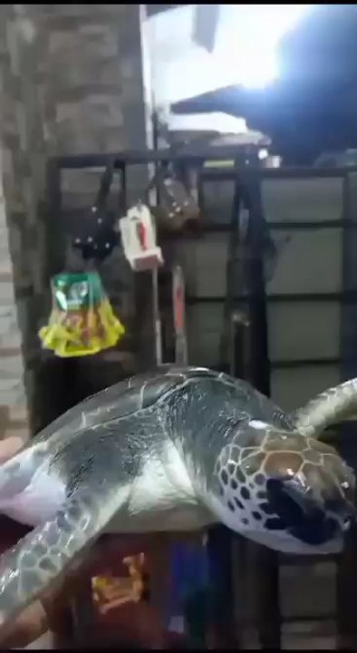 سحلفة الماء