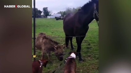 Bir köpeğin atlardan korktuğunu gören eşek anırarak güldü, o anlar kahkahaya boğdu