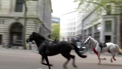 Download Video: Londres : des chevaux s’échappent en plein centre-ville, plusieurs personnes blessées