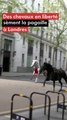 Des chevaux en liberté sèment la pagaille à Londres