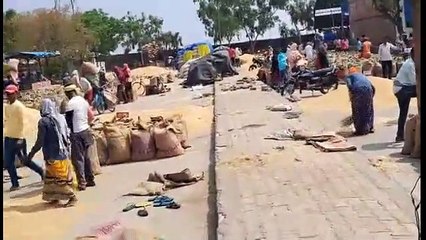 मांग निकलने से गेहूं व चने के भावों में तेजी रही