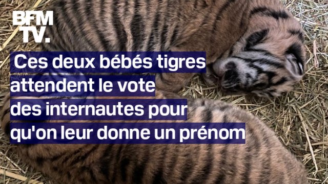 Ces deux bébés tigres attendent le vote des internautes pour qu'on leur donne un prénom