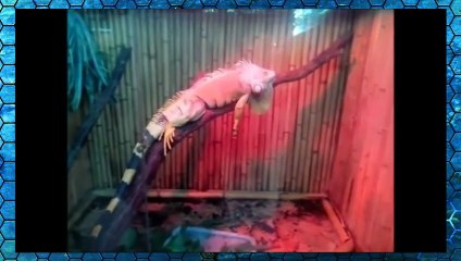 Встреча - Реальный рептилоид и Вячеслав Котляров.