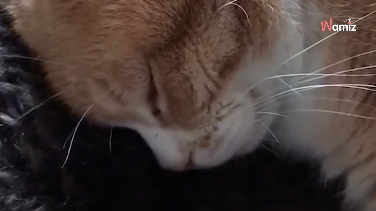 ✨ Un monsieur anti-chats rencontre Guizmo et se laisse charmer !