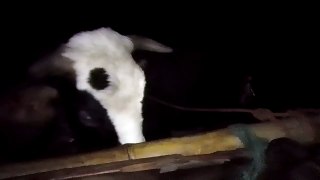 The atmosphere of a cow while sleeping