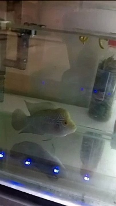 VID-20240424-WA0007