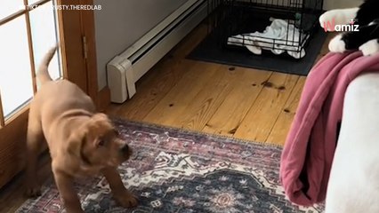 Le chiot réalise que les chats ont un privilège qu'il n'a pas dans la maison : 271K internautes sont outrés (vidéo)