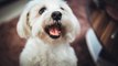4 Razas Que Son Excelentes Perros De Apoyo Emocional
