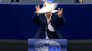 Cet eurodéputé cache une colombe dans son sac avant de la relâcher au milieu du Parlement européen