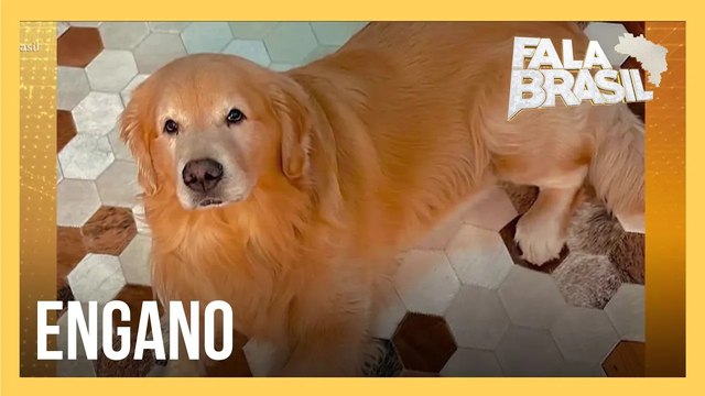 Polícia vai ouvir funcionários da companhia aérea responsável pelo transporte do cachorro que morreu