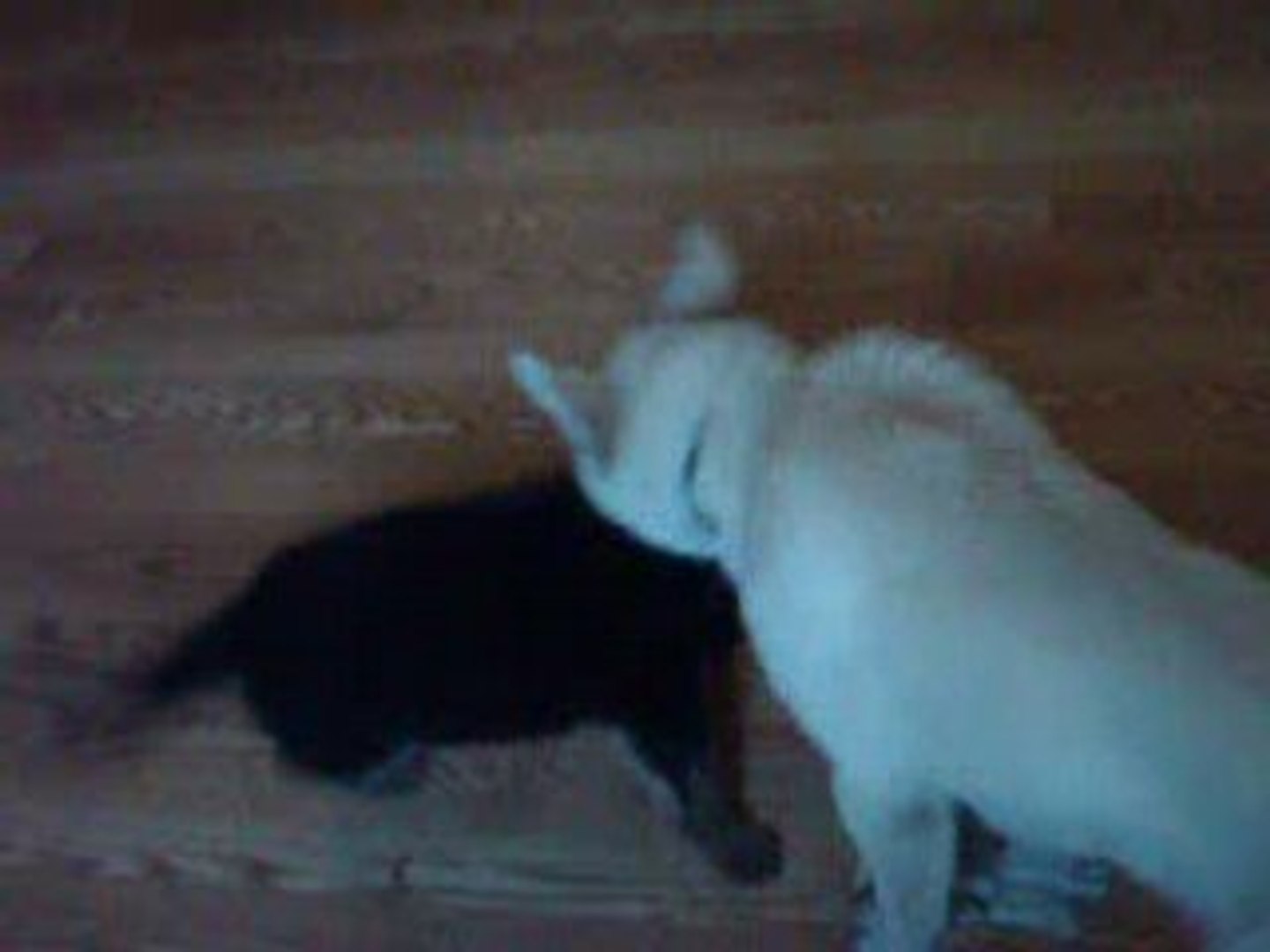 ⁣Kenya et charlie