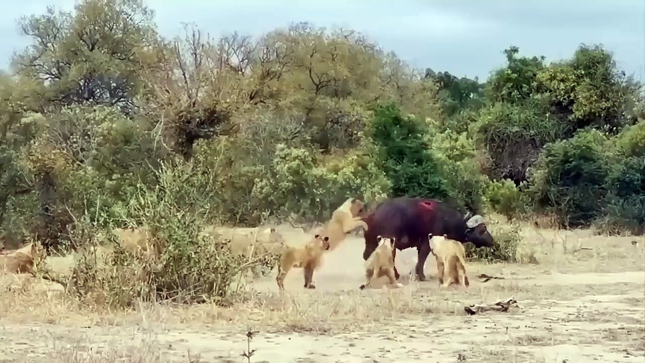 A wounded lion fight a wild buffalo, a hunter fails in face of the ferocious prey, the lion survive_
